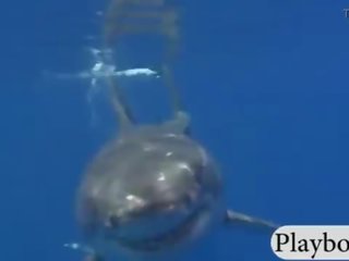 Affascinante hotties swam con shark in il gabbia e snowboarding